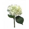 FLORA PE HEGRANGEA ARTIST CREME 48CM